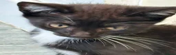 Mixed Breed cats for sale: Pls call  **   don't have time to check msg in Hinckley - Advert 7