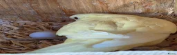 Parakeets birds for sale: Lineolated Parakeet breeding pairs for sale - Advert 15