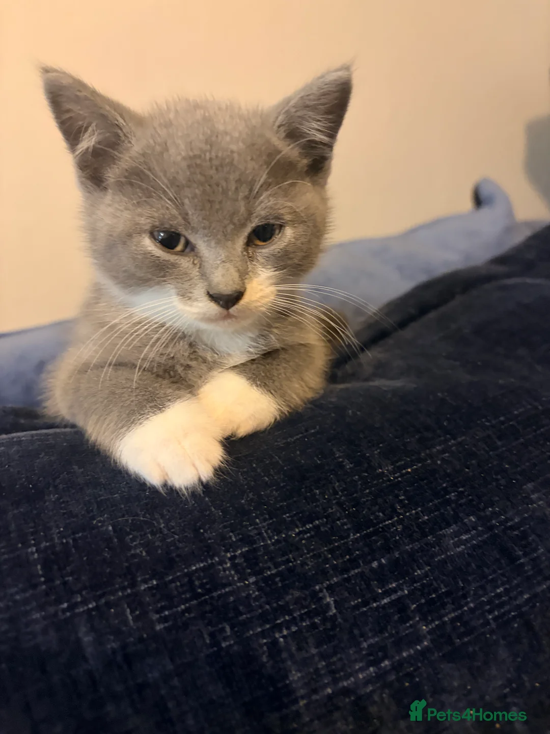 British Shorthair cats for sale:   L  Affectionate British Shorthair kittens - Advert 40