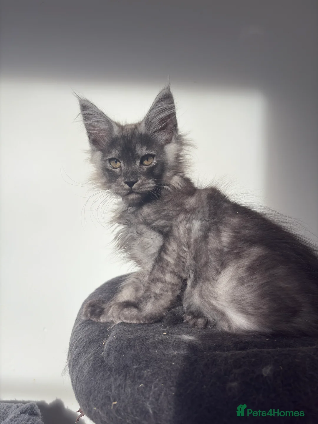 Maine Coon cats for sale: Maine Coon Kittens  - Advert 22
