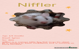 Hamster rodents for sale: Hamsters  - Image 1