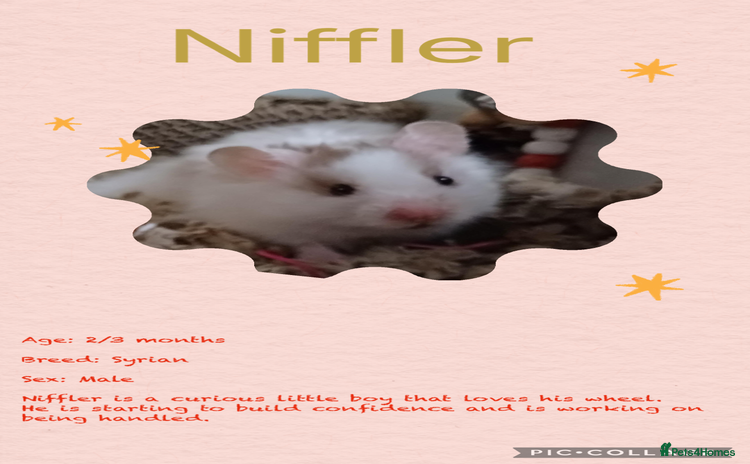 Hamster rodents - Advert 1