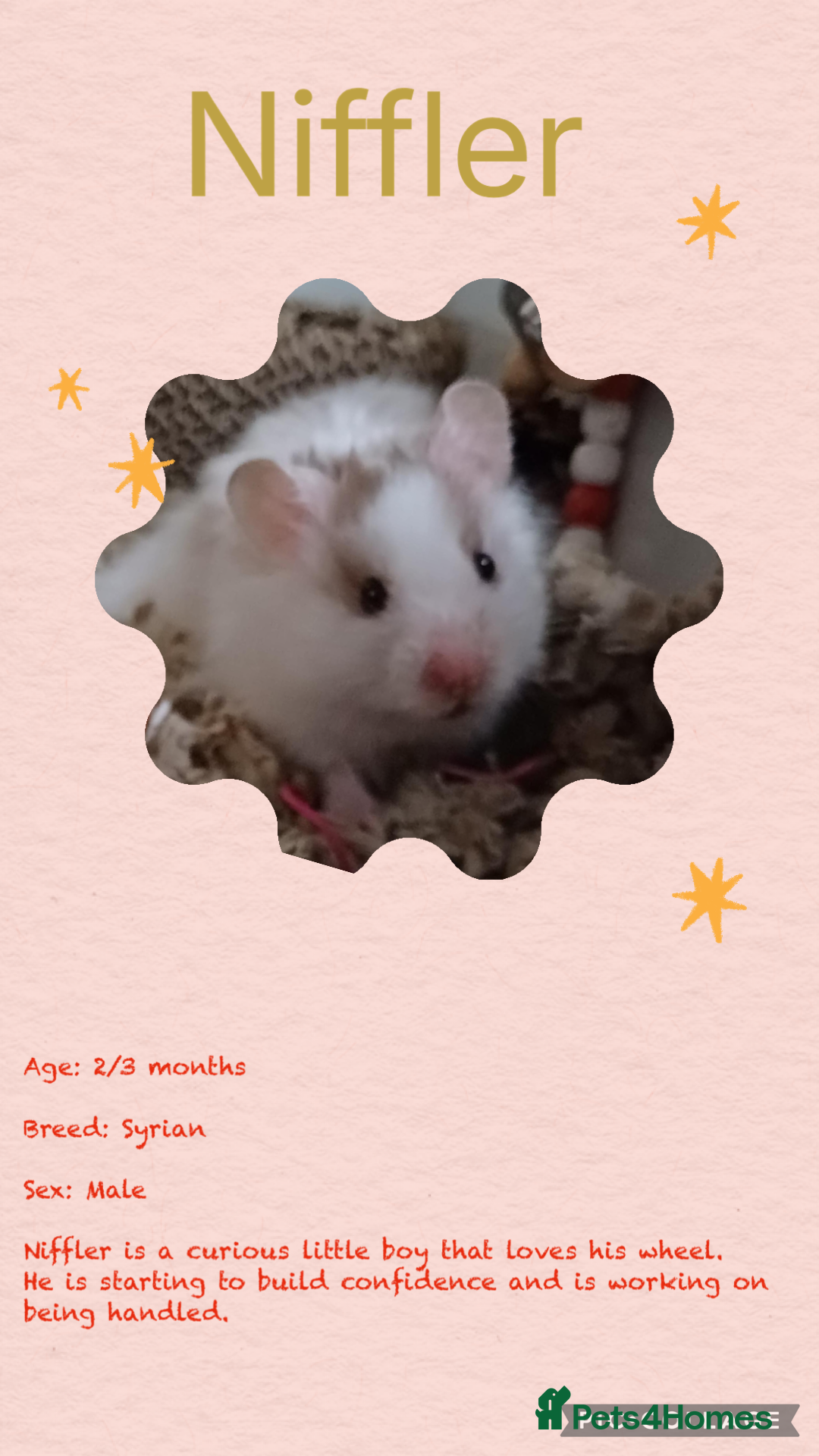 Hamster rodents for sale: Hamsters  - Image 1