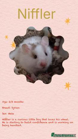 Hamster rodents - Advert 4