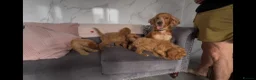 Cockapoo dogs for sale: Cockapoo in Dartford - Advert 2
