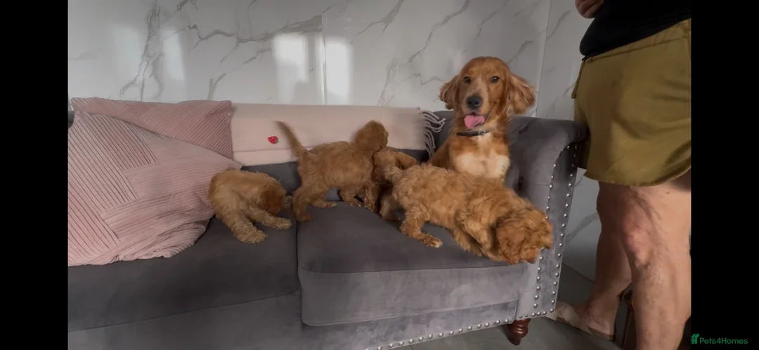 Cockapoo dogs for sale: Cockapoo in Dartford - Advert 2