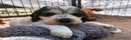 Cocker Spaniel dogs for sale: Quality KC babies - extensive health tests clear - Advert 4