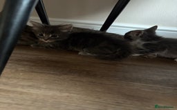 Domestic Shorthair cats for sale: Half bengal - Image 9