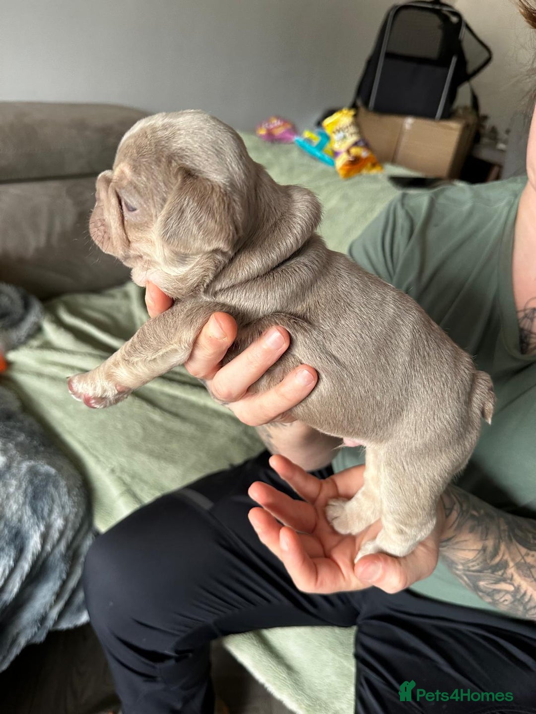French Bulldog dogs for sale: Isabella french bulldog - Image 2