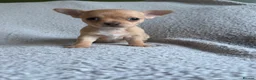 Chihuahua dogs for sale: READY NOW - 2 BOYS LEFT!! - Advert 24