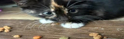 Mixed Breed cats for sale: Last 3 kitten !  1 male 2 females cute kittens  - Advert 6