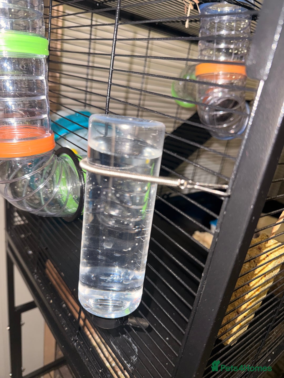 Hamster rodents for sale: Beige and white hamster including cage - Advert 8