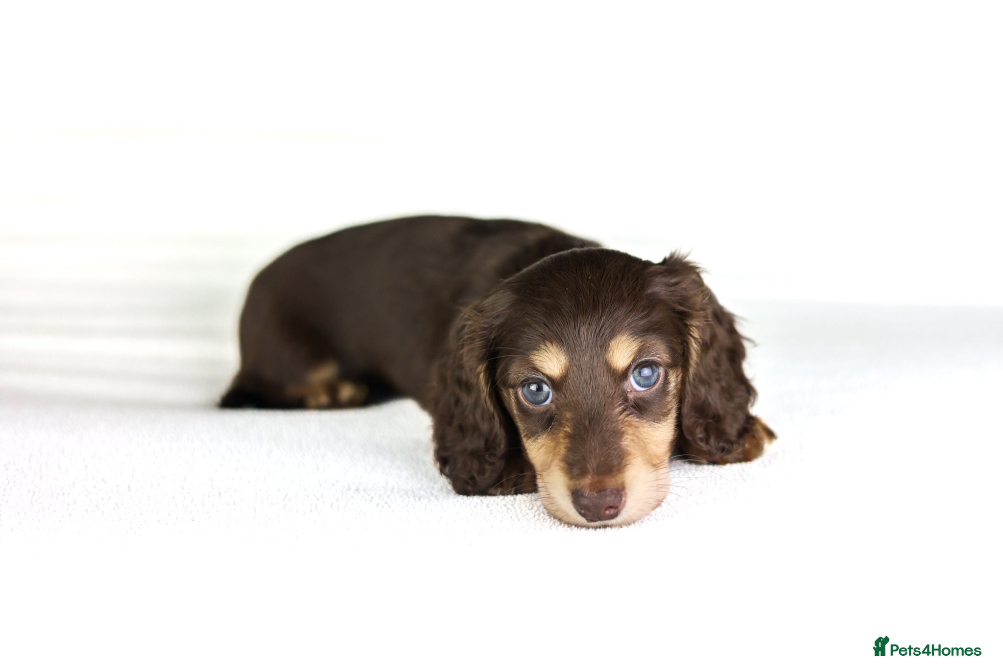 Miniature Dachshund dogs 2 Longhair chocolate and cream female’s  - Advert 2