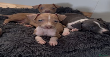 Italian Greyhound dogs - Advert 4