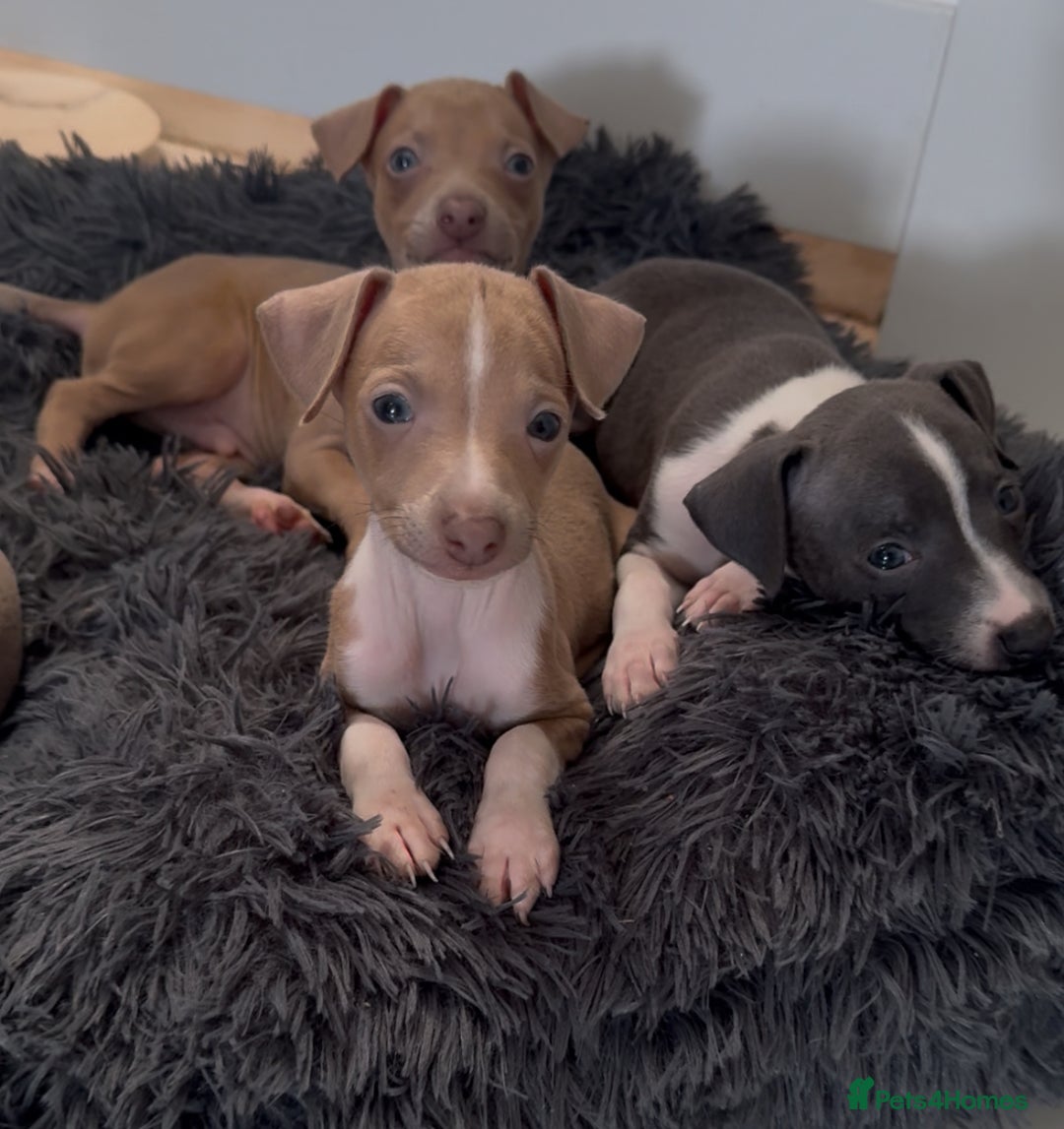 Italian Greyhound dogs for sale: KC registered Italian Greyhounds  - Image 2