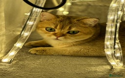 British Shorthair cats for sale: GCCF BSH fluffy kittens - Image 7