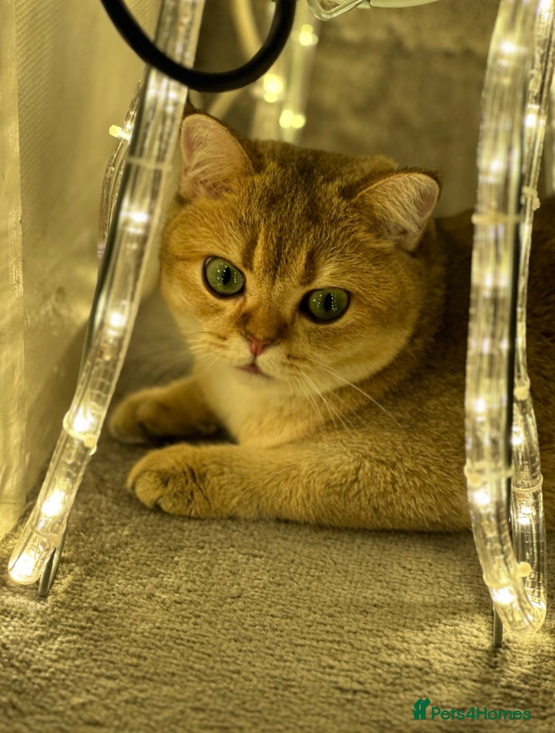 British Shorthair cats for sale: GCCF BSH fluffy kittens - Image 7