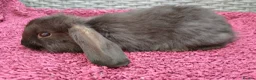 Mini Lop rabbits for sale: Cute French x Mini Lop Ready to Go!!! - Advert 22