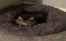 Norwegian Forest Cat cats for sale: Motoko: Norwegian Forest Cat x Maine Coon - Image 12