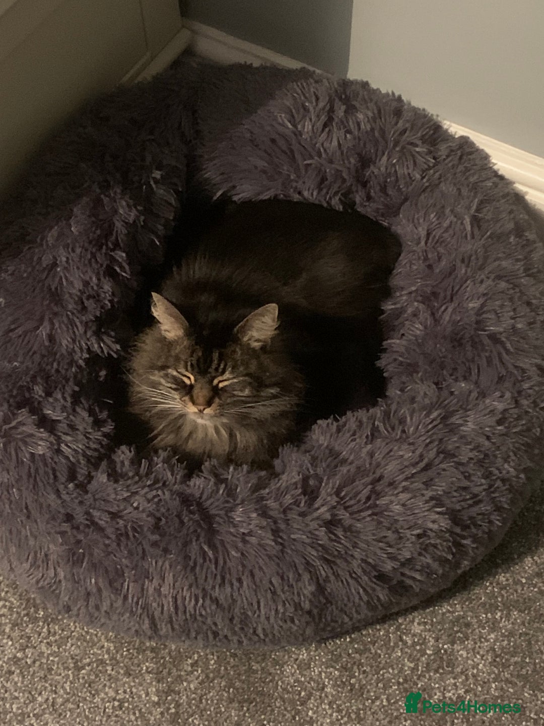Norwegian Forest Cat cats for sale: Motoko: Norwegian Forest Cat x Maine Coon - Image 12