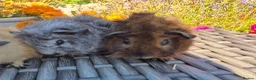 Guinea Pig rodents for sale: Californian Funky Guinea Pigs  - Advert 3