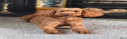 Toy Poodle dogs for stud: KC Pedigree Red Toy Poodle for Stud - Advert 3