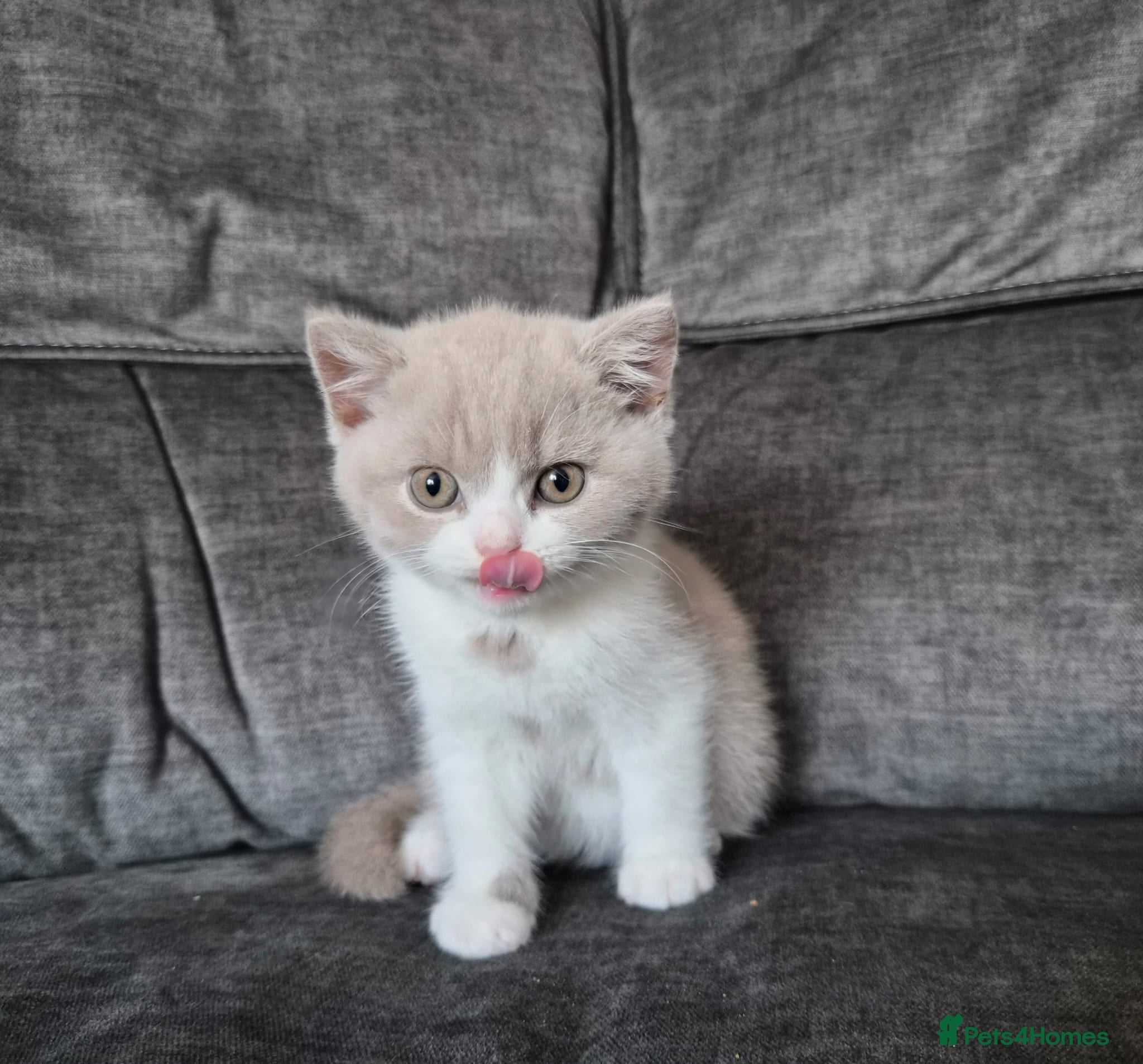 British Shorthair cats Lilac & White British Shorthair Male - TICA Reg  - Advert 2