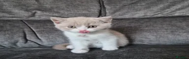 Nova Whisper (pedigree name)