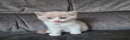 British Shorthair cats for sale: Lovely Lilac & White British Shorthair Boy Kitten in Westgate-on-Sea - Advert 3