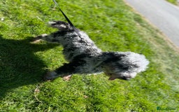 Miniature Poodle dogs for sale: 2 Beautiful boys looking for their forever home  - Image 6