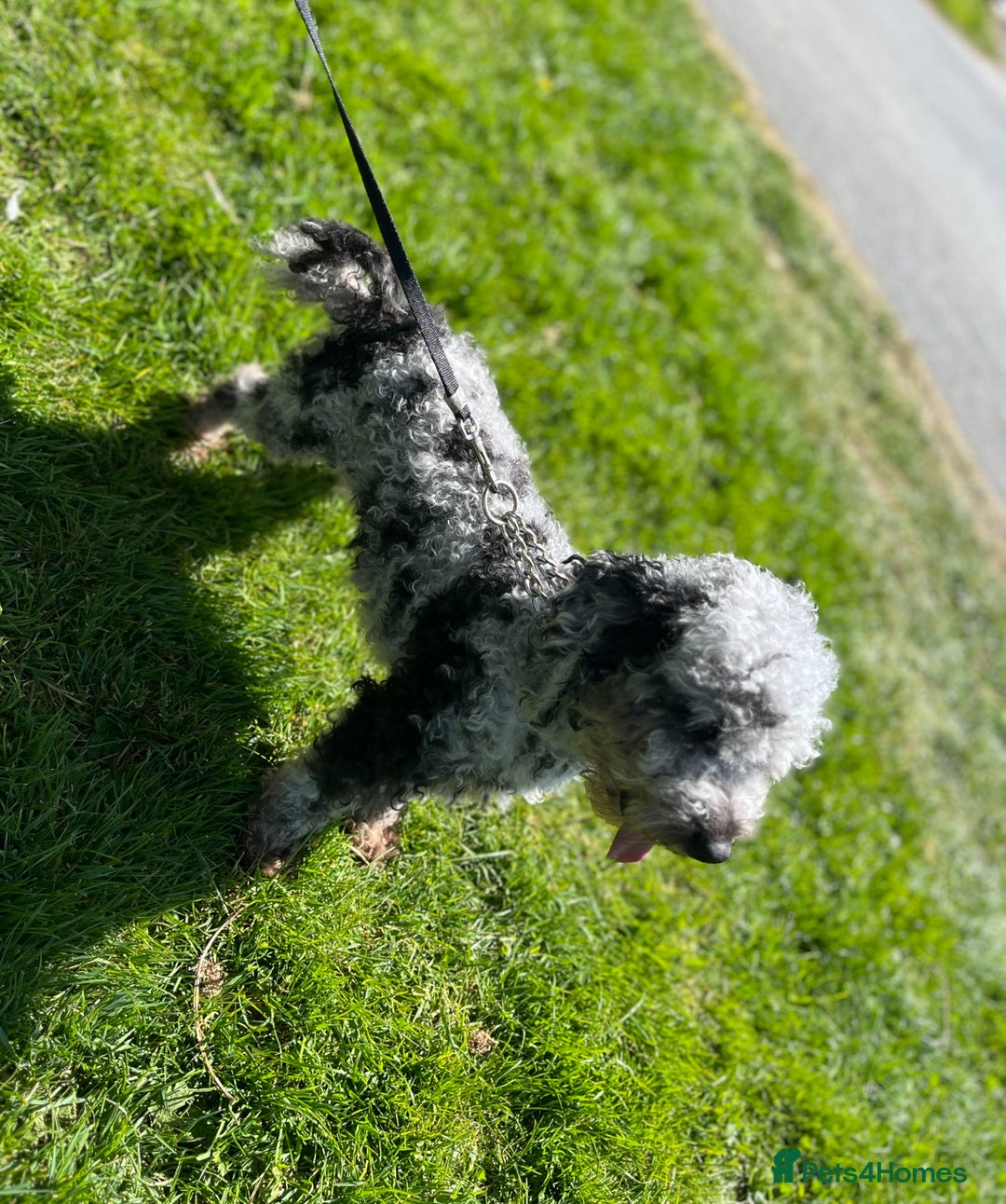 Miniature Poodle dogs for sale: 2 Beautiful boys looking for their forever home  - Image 6