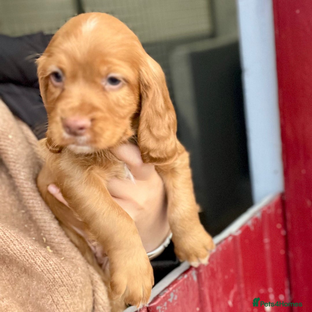 Cocker Spaniel dogs for sale: Working cocker spaniel puppies  - Advert 4