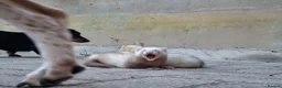 Ferret rodents for sale: Sandy jill - Advert 5