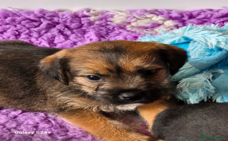 Border Terrier dogs - Advert 16