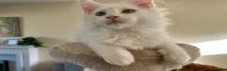 Maine Coon cats for sale: READY TO LEAVE Top quality Maine coon kittens - Advert 4