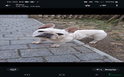 French Bulldog dogs for sale: Female frenchie  - Image 1