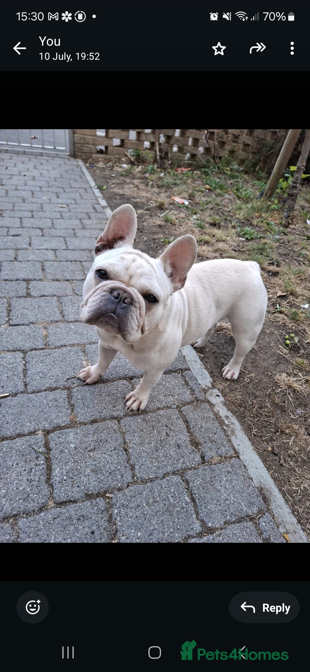 French Bulldog dogs for sale: Female frenchie  - Image 1
