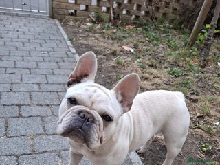 French Bulldog dogs - Advert 1