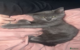 British Shorthair cats for sale: Beautiful British shorthairs for a loving home - Advert 4