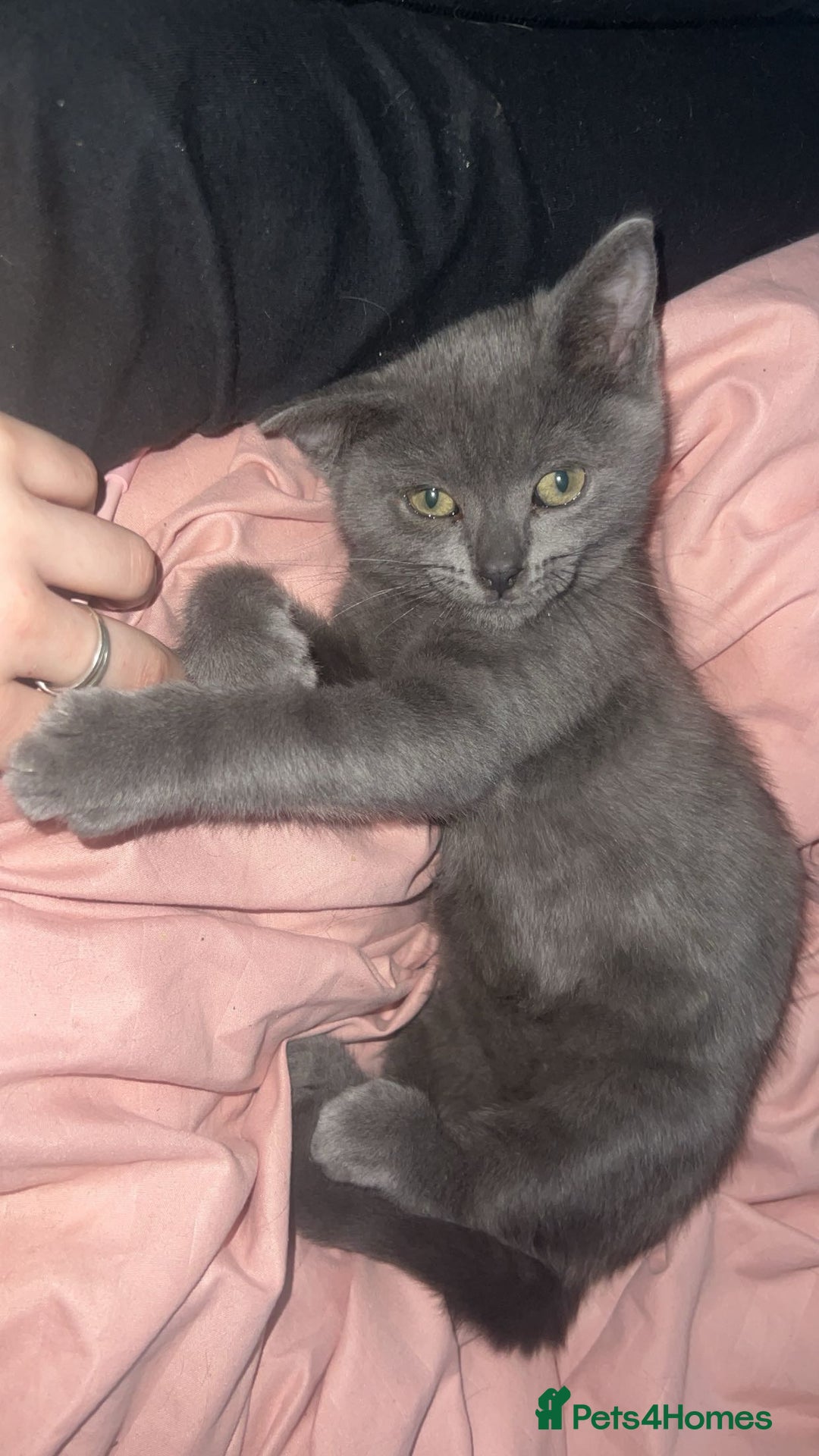 British Shorthair cats for sale: Beautiful British shorthairs for a loving home - Advert 4