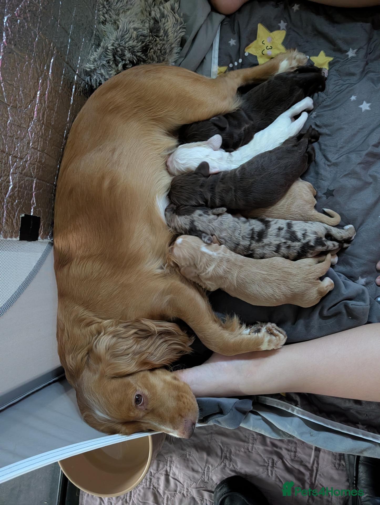 Cocker Spaniel dogs Beautiful Cocker spaniels pups  - Advert 3