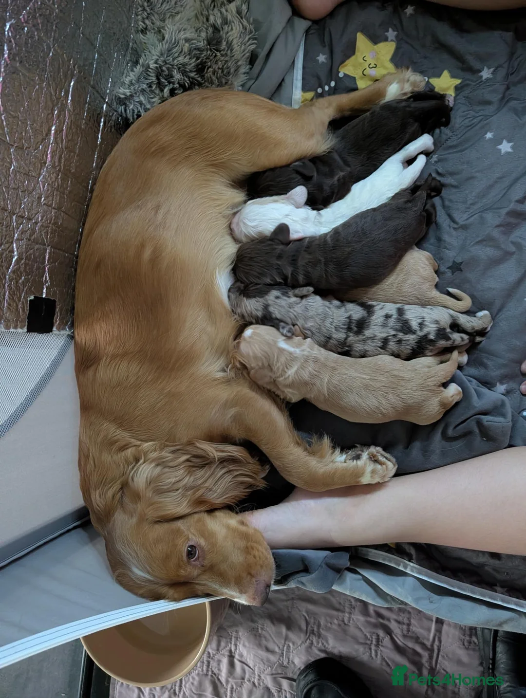 Cocker Spaniel dogs for sale: Beautiful Cocker spaniels pups  - Advert 1