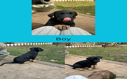 Mixed Breed dogs for sale: 5 gorgeous puppies for sale.  - Image 3