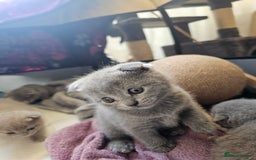 British Shorthair cats for sale: British Shorthair x Scottish Fold - Image 10
