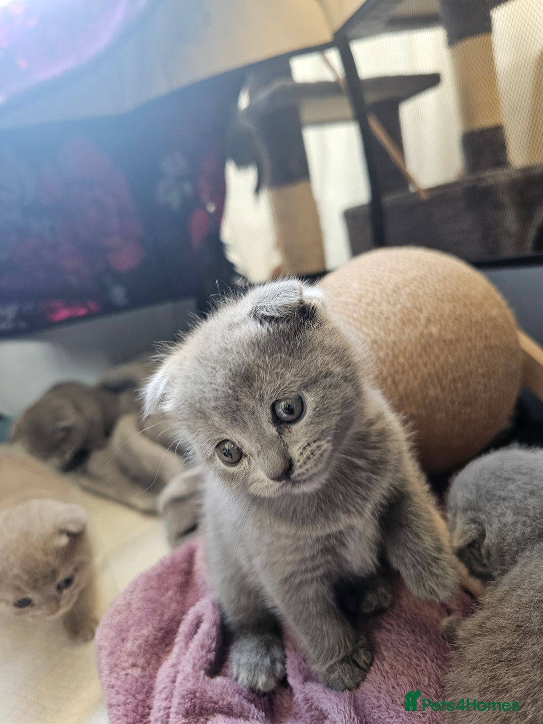 British Shorthair cats for sale: British Shorthair x Scottish Fold - Image 10