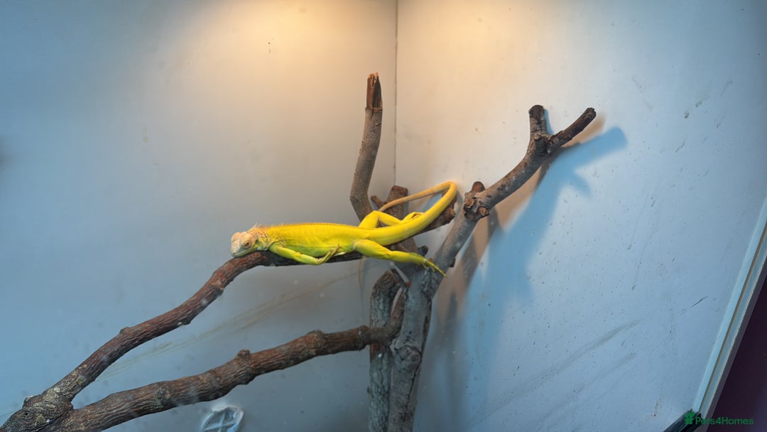 Iguana reptiles for sale: Albino iguana  - Advert 2