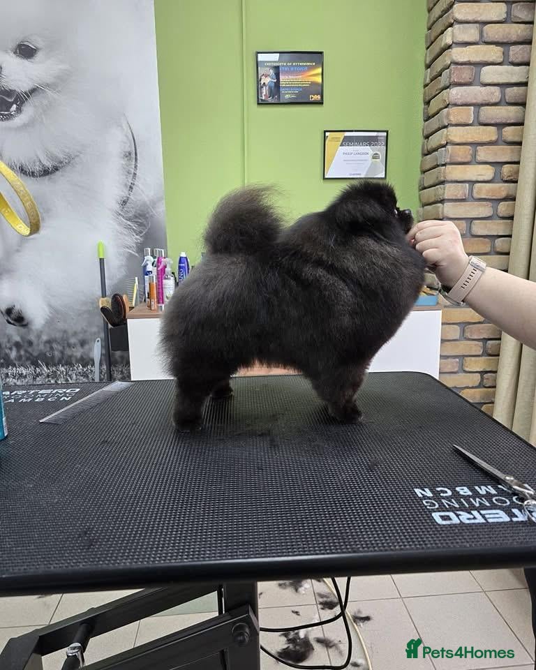 Pomeranian dogs for sale:  Rare colour Russian line Teddy Bear Pom Puppies ✨ - Advert 35