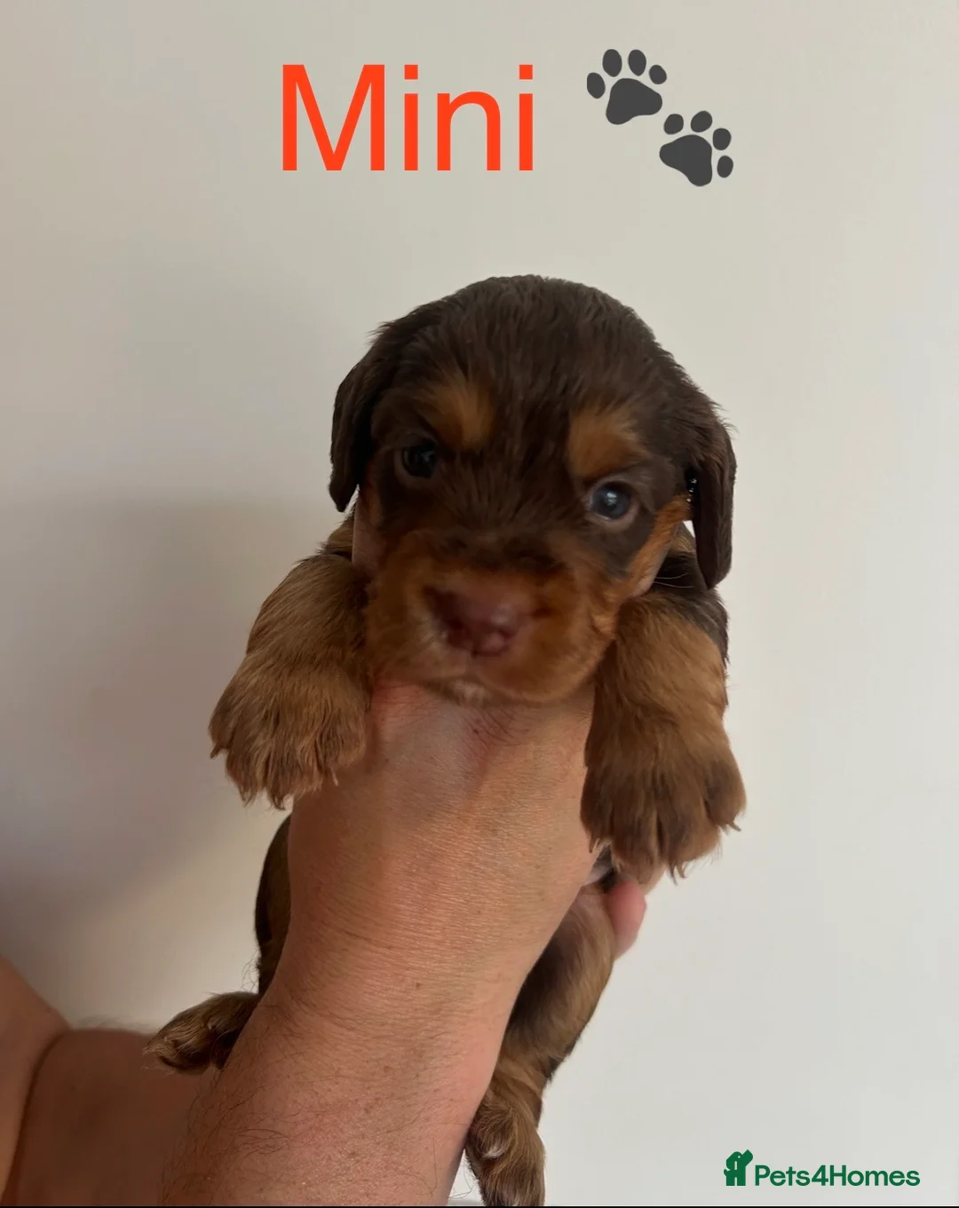 Cocker Spaniel dogs for sale: EXCEPTIONAL WORKING COCKER SPANIEL PUPPIES - Advert 2
