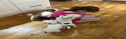 American Bulldog dogs for sale: American bulldog puppies  - Advert 11