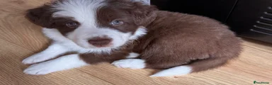 Border Collie 3